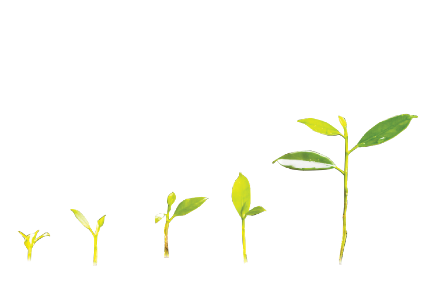 agriculture plant seeding growing step concept in garden and sunlight